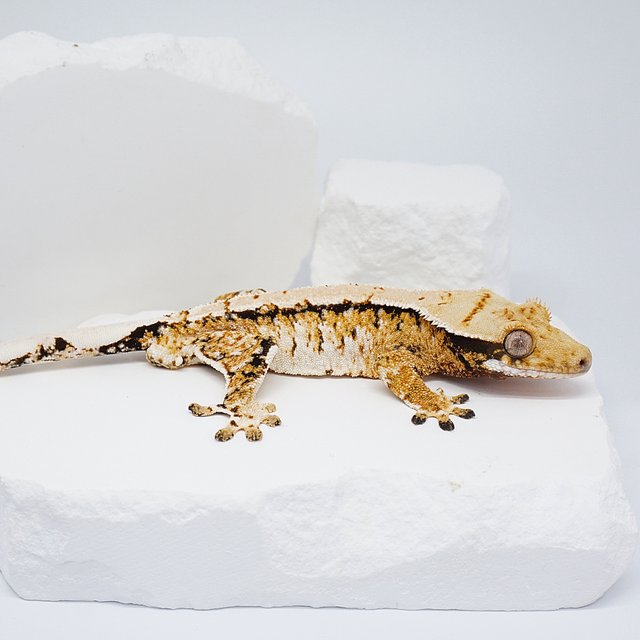 화이트 텐저린 트라이 노멀