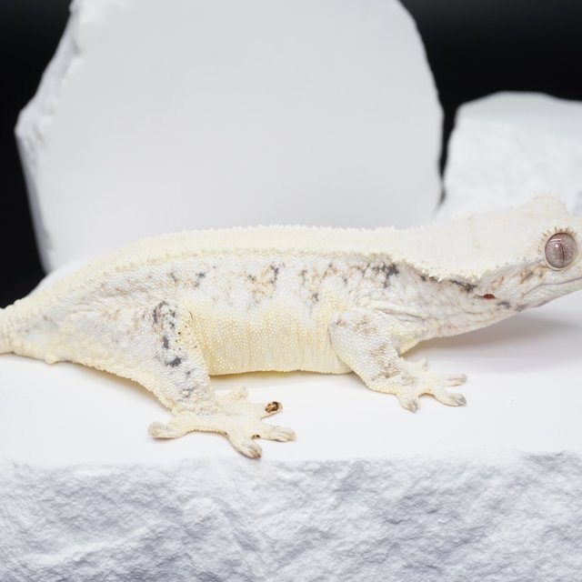 릴리화이트 솔리드백