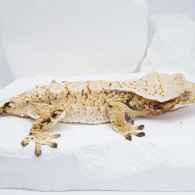 트라이 화이트스팟 노멀