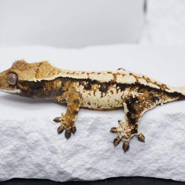 트라이 익스트림할리퀸