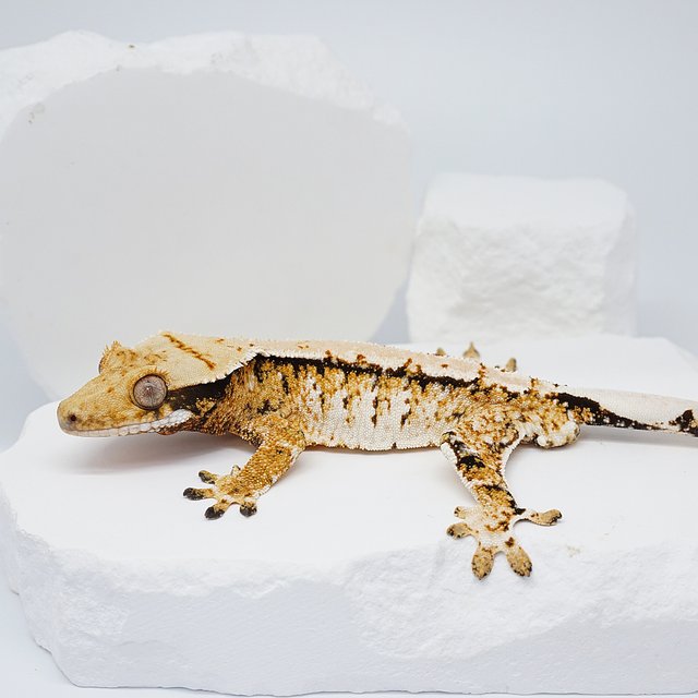 화이트 텐저린 트라이 노멀