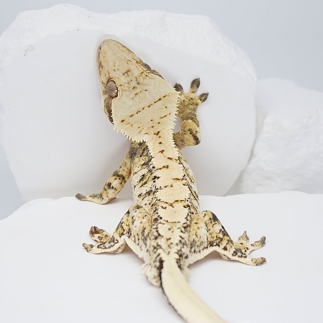 드리피 화이트 트라이 익스트림할리퀸 노멀