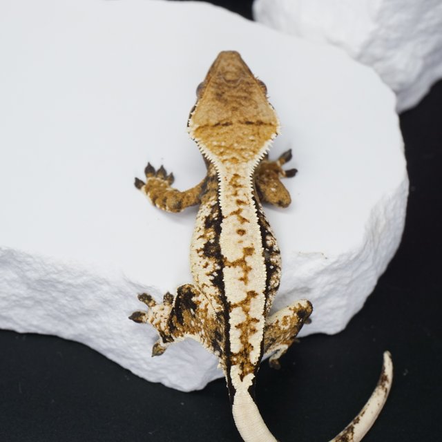 트라이 익스트림할리퀸