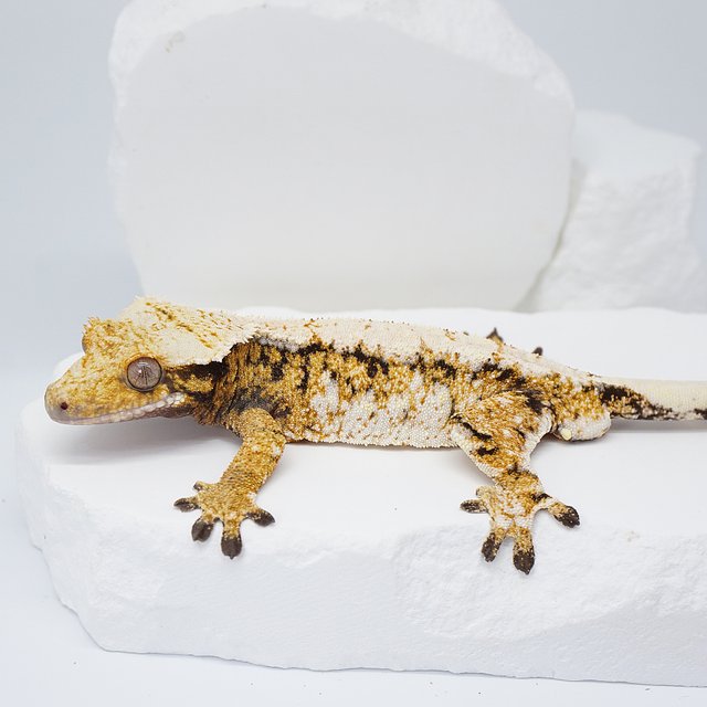 트라이 익스트림할리퀸 화이트스팟 노멀