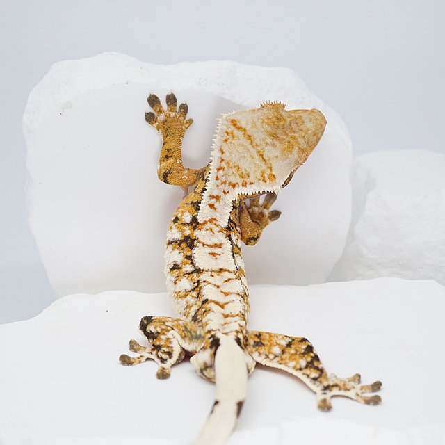 텐저린 화이트스팟 화이트크라운 트라이