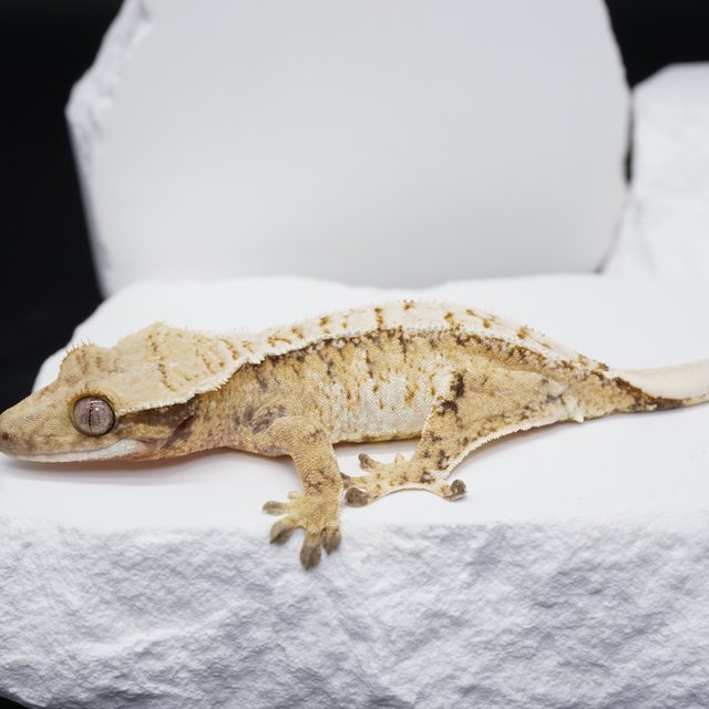 트라이 익스트림할리퀸 화이트스팟 드리피