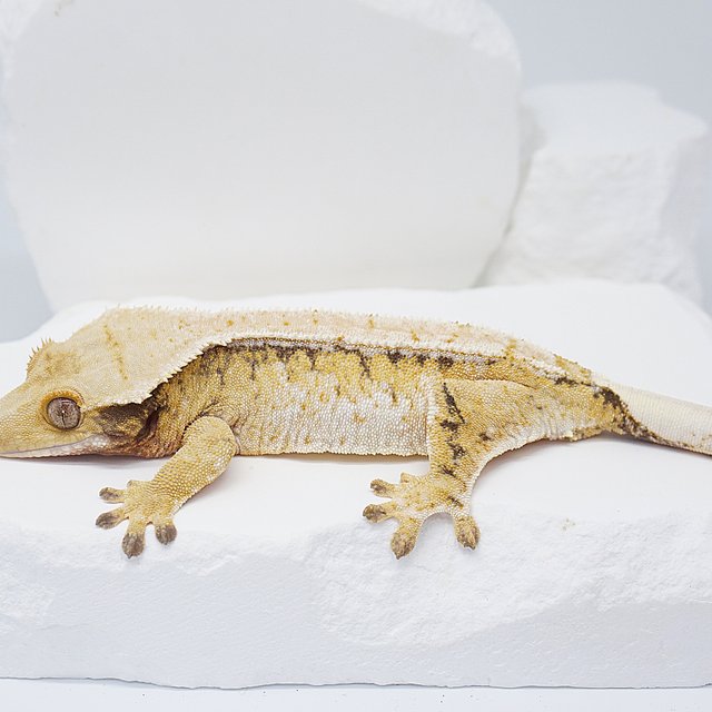 드리피 트라이 익스트림할리퀸 노멀