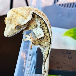 클라스