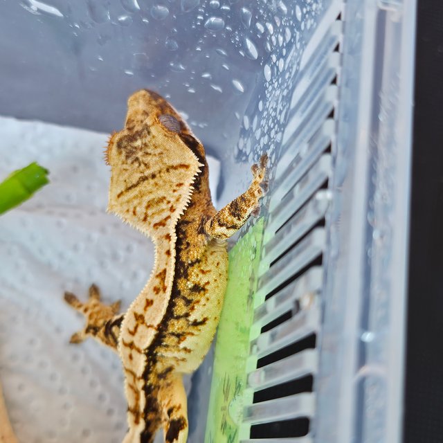 노멀 트라이 익스트림할리퀸 쿼드