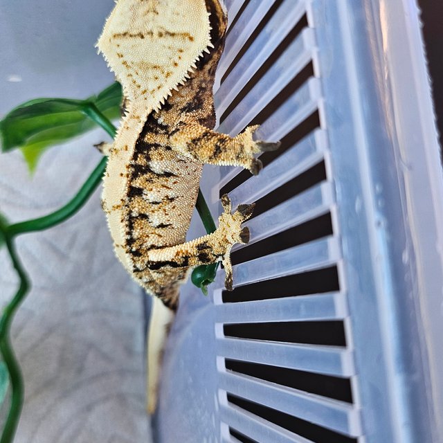 노멀 드리피 트라이 익스트림할리퀸