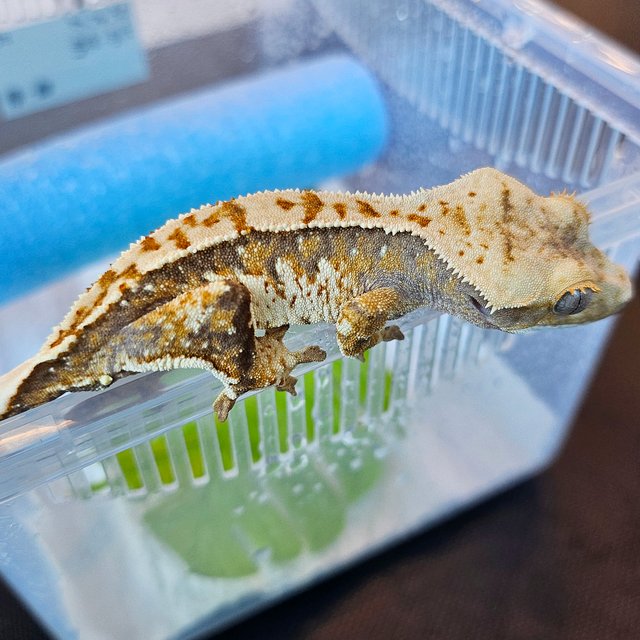 노멀 트라이 익스트림할리퀸