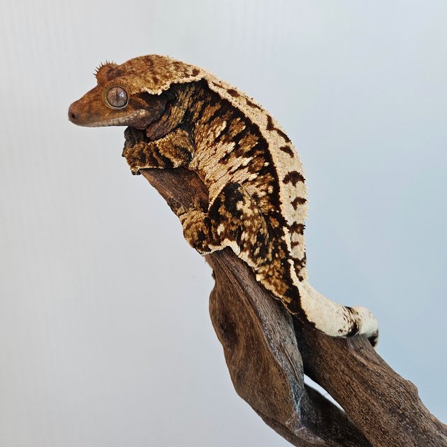 노멀 트라이 익스트림할리퀸