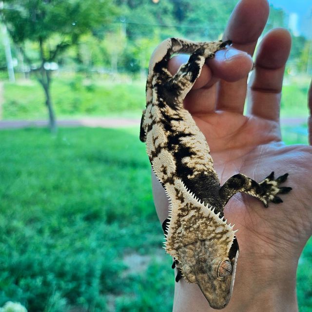 노멀 화이트스팟 드리피 익스트림할리퀸 트라이
