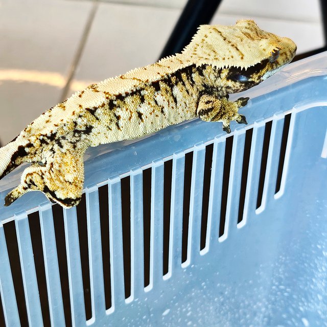 노멀 드리피 트라이 익스트림할리퀸