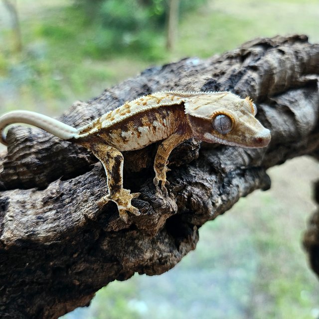 노멀 트라이 익스트림할리퀸