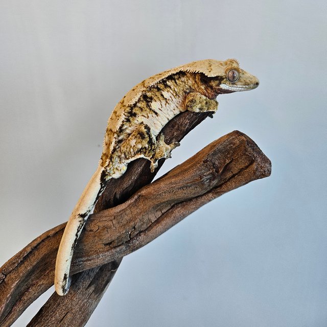 노멀 트라이 익스트림할리퀸