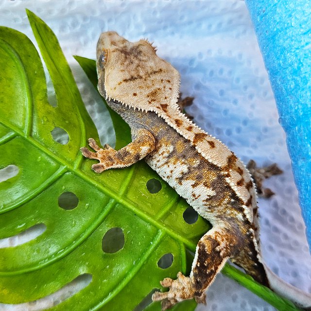 노멀 트라이 익스트림할리퀸