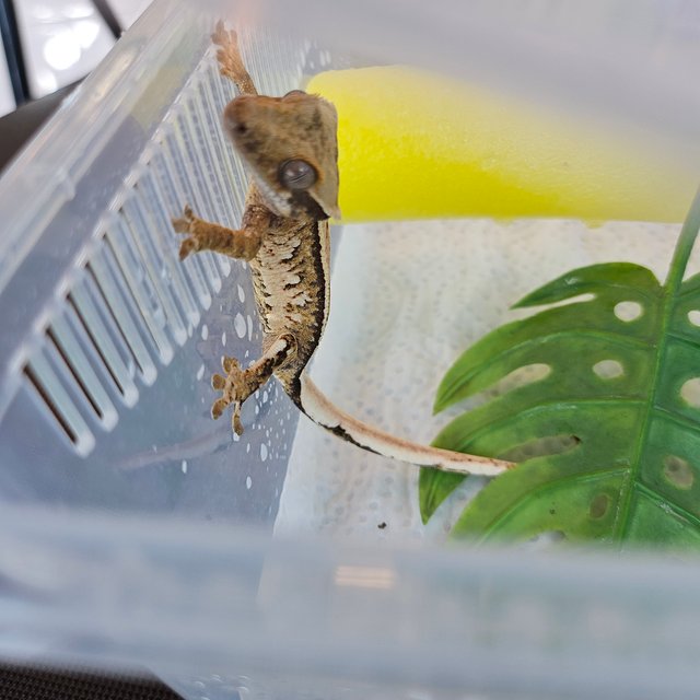 노멀 트라이 익스트림할리퀸