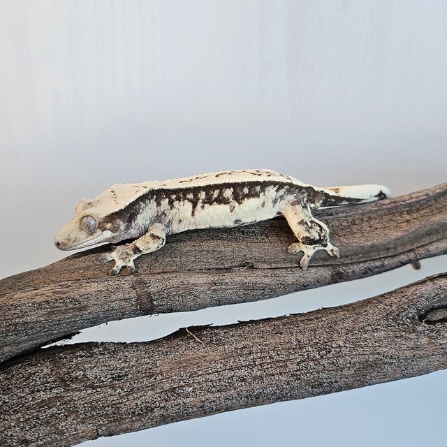 노멀 드리피 쿼드 트라이