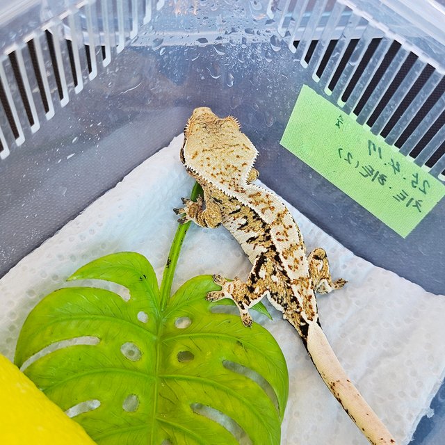 노멀 트라이 익스트림할리퀸