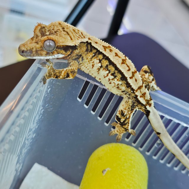 노멀 트라이 익스트림할리퀸 쿼드