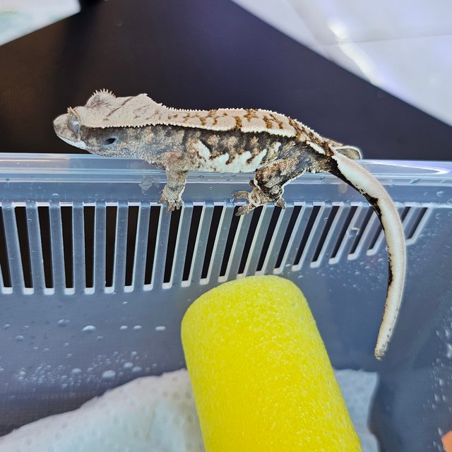 노멀 드리피 익스트림할리퀸