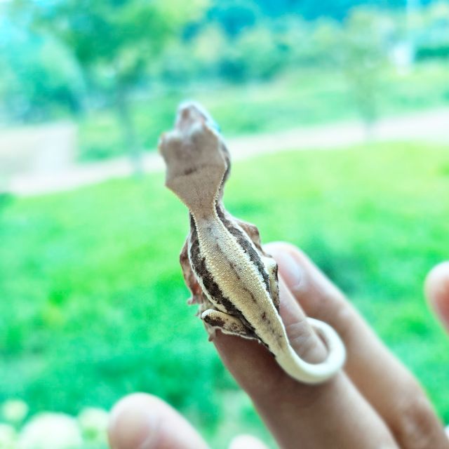화이트스팟 화이트 프라푸치노