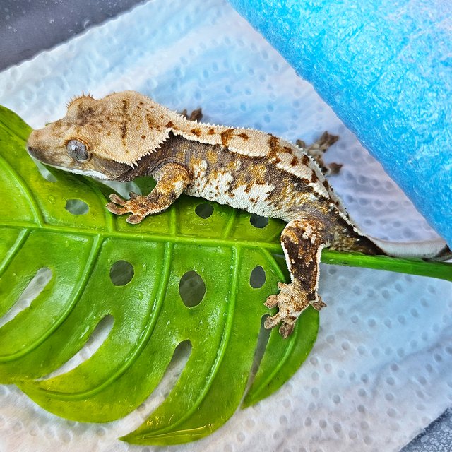 노멀 트라이 익스트림할리퀸