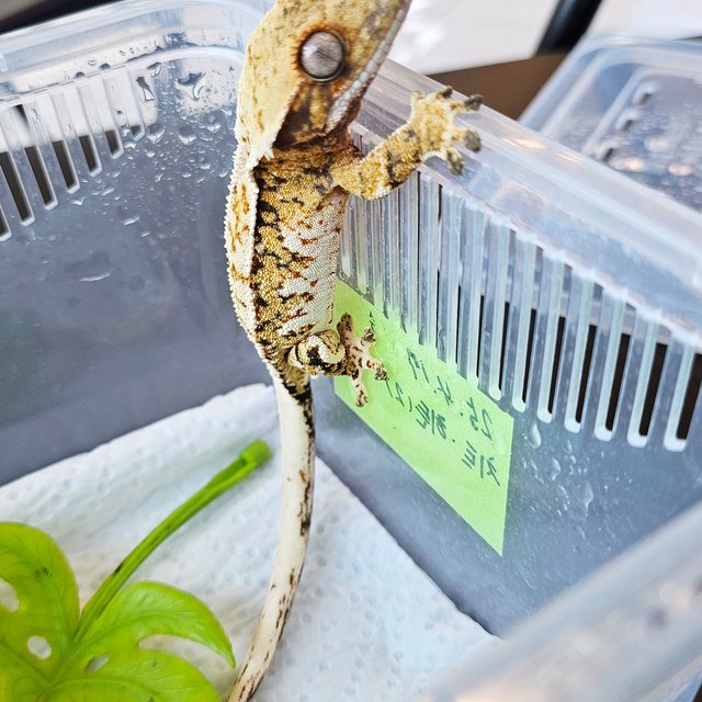 노멀 트라이 익스트림할리퀸