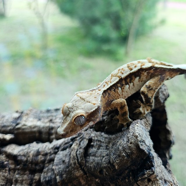 노멀 트라이 익스트림할리퀸