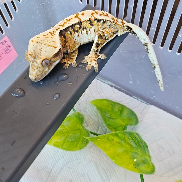 노멀 트라이 익스트림할리퀸