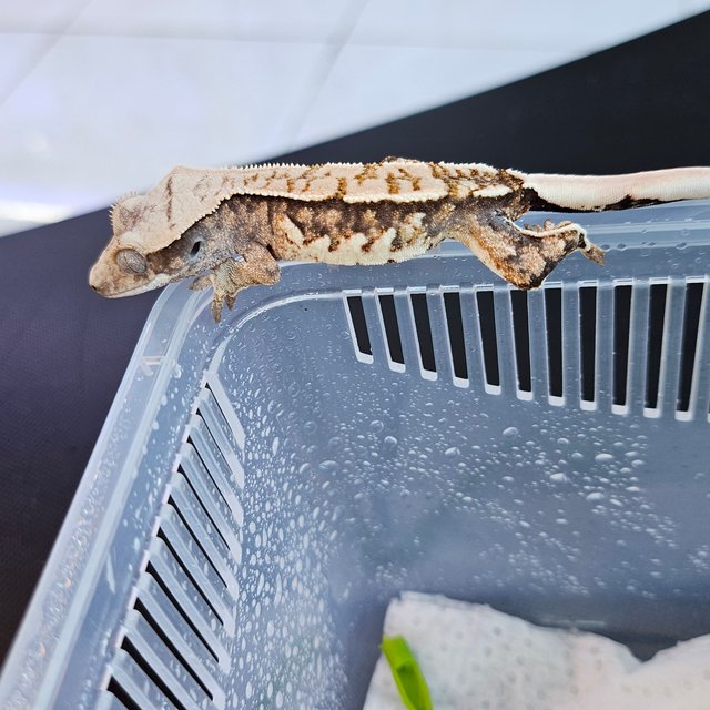 노멀 드리피 익스트림할리퀸