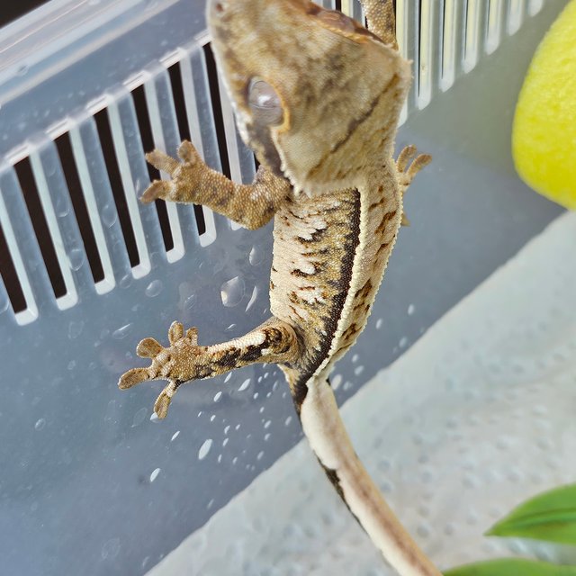 노멀 트라이 익스트림할리퀸