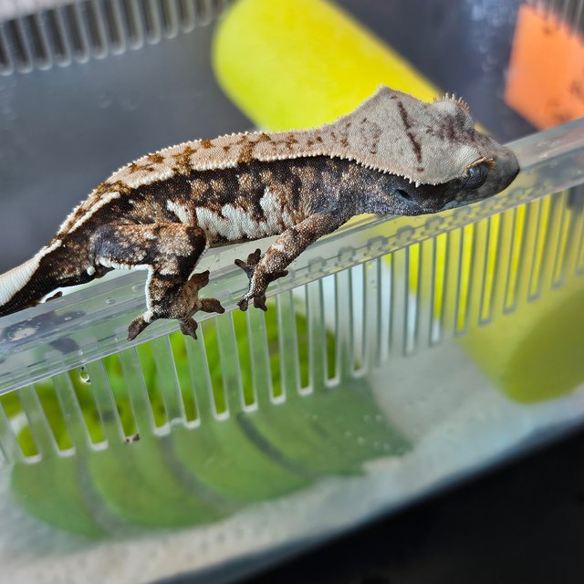 노멀 드리피 익스트림할리퀸