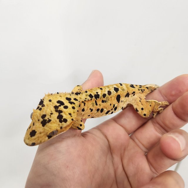 슈퍼달마시안 달마시안