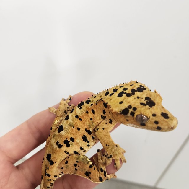 슈퍼달마시안 달마시안