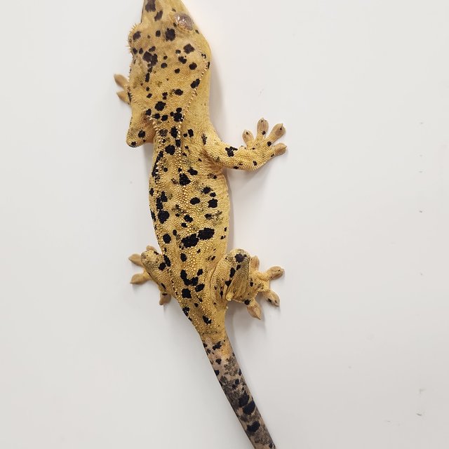 달마시안 슈퍼달마시안