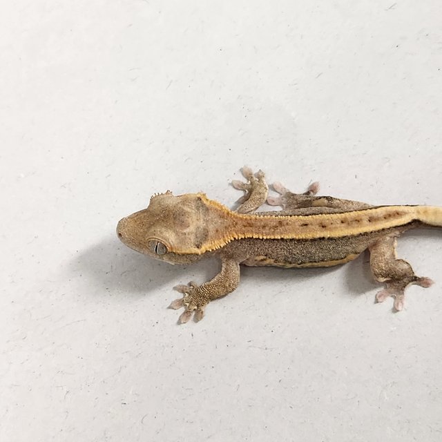 파이드 릴리100%헷아잔틱