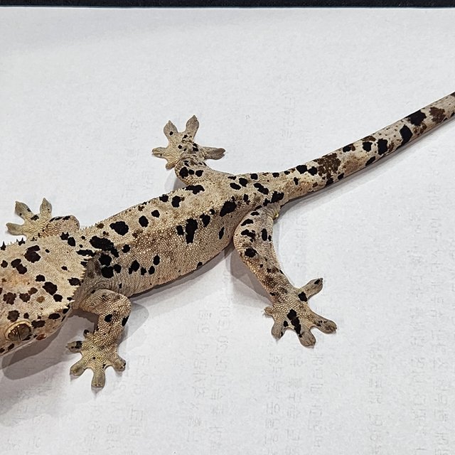 달마시안 슈퍼달마시안