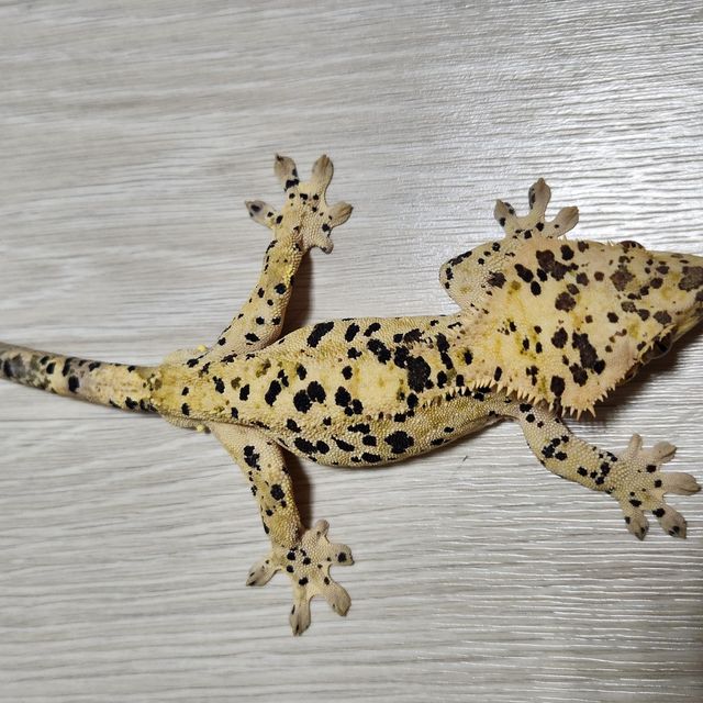달마시안