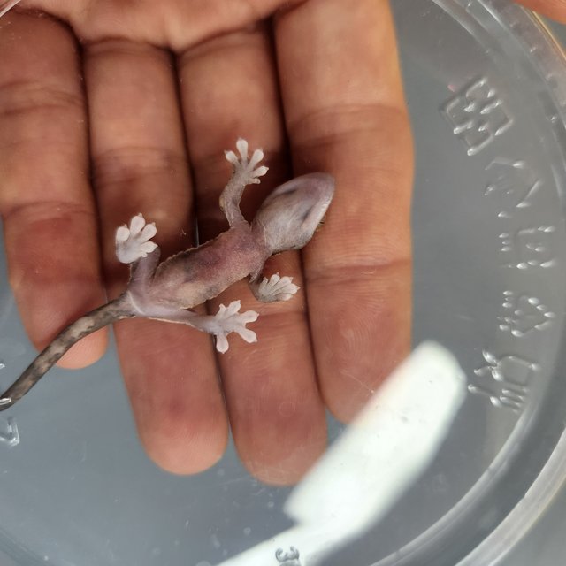 파이드 100%헷아잔틱