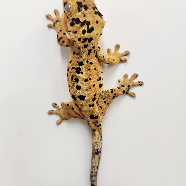 슈퍼달마시안 달마시안