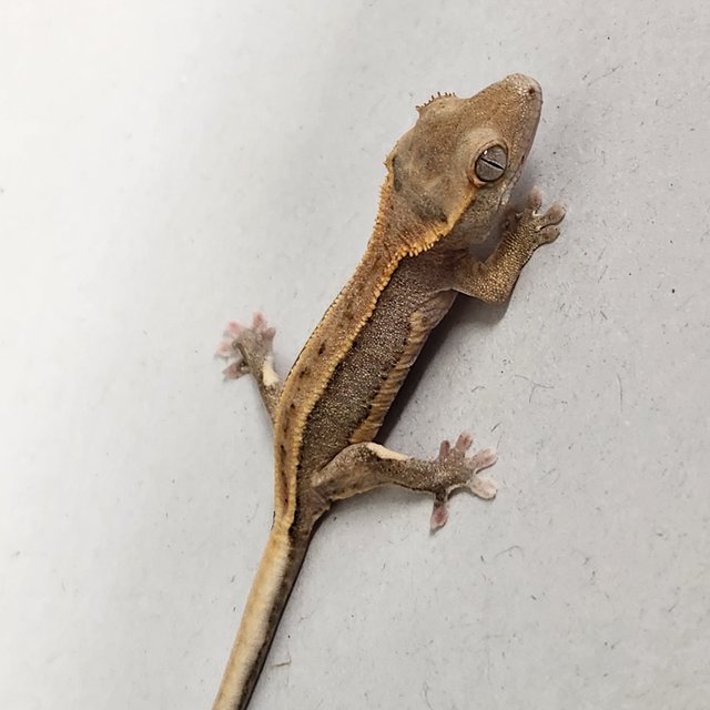 파이드 릴리100%헷아잔틱