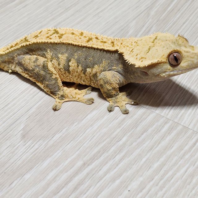 100%헷아잔틱