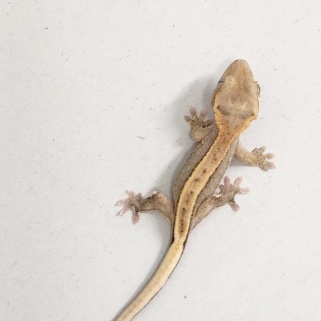 파이드 릴리100%헷아잔틱