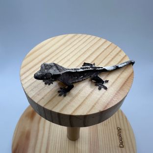 아잔틱