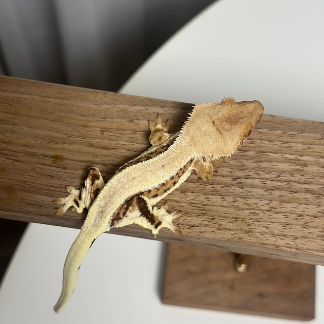 릴리100%헷아잔틱