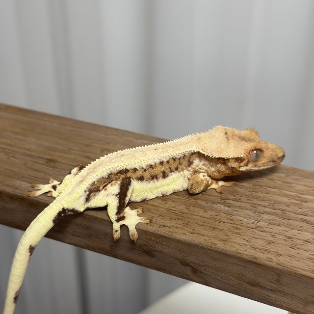 릴리100%헷아잔틱