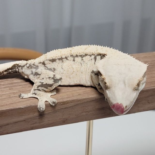 노멀 드리피 화이트스팟