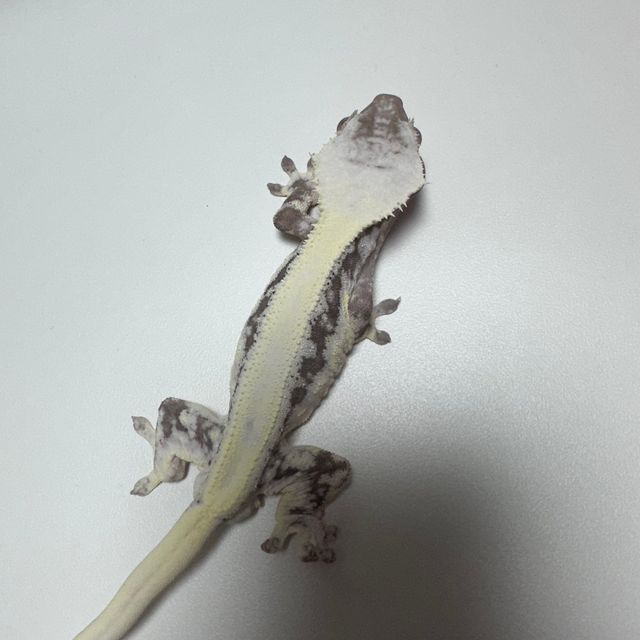 릴잔틱